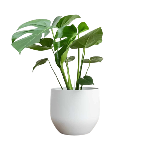 1677406687_en idei club p potted plants in the interior 9 removebg preview 1